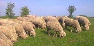 Представяме ви – Бяла Маришка овца