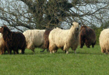 Овце – породата Wensleydale