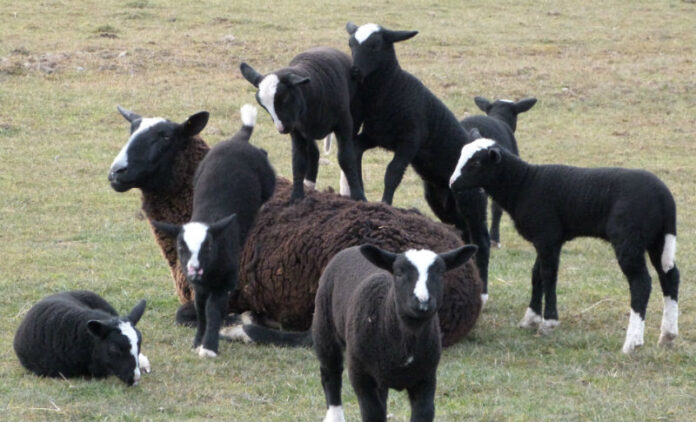 овце и агнета, Zwartbles