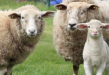 Репродуктивно управление при овцете