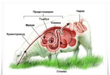 Перфектният стартов режим за агнета и ярета – практичен план по дни и седмици