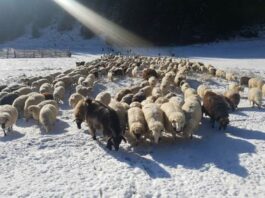 Зима е. Мерки при отглеждането на овцете в зимни условия