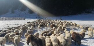 Зима е. Мерки при отглеждането на овцете в зимни условия