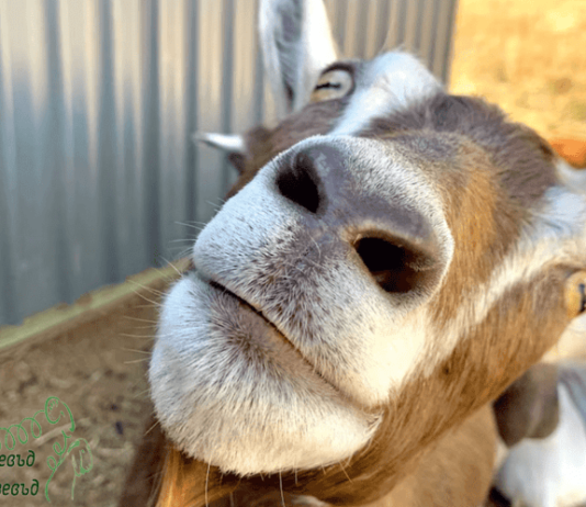 2 част/ Козите на Чехия: Бурска коза