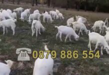 Как Иван защити стадото си с GPS технологията на MyGPSing 🐐📡