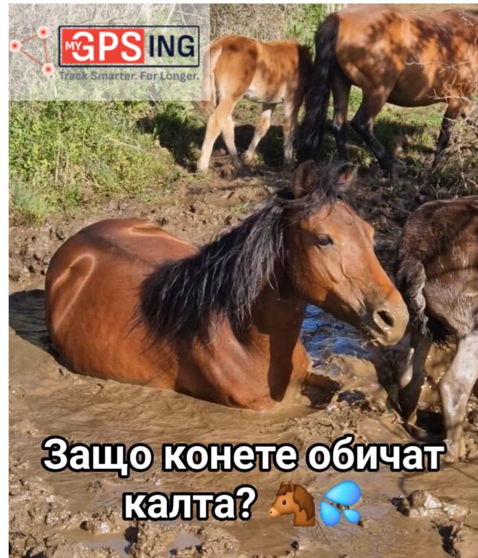 реклама, + reklama