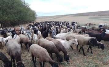 Синият език се разраства във Великобритания: разследват се 2462 случая