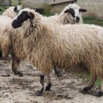 овце и агнета, Pramenka_(Bosna)