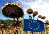 ЕС очаква най-силната реколта от слънчоглед от три години насам. Най-силни резултати се очакват в Румъния и България