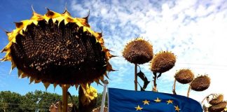 ЕС очаква най-силната реколта от слънчоглед от три години насам. Най-силни резултати се очакват в Румъния и България