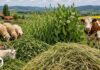 2 част/ Фий и овес – стара фуражна комбинация, която и днес има място в стопанството