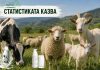 Овчето и козето мляко достигат пик през май, кравето остава гръбнакът на мандрите