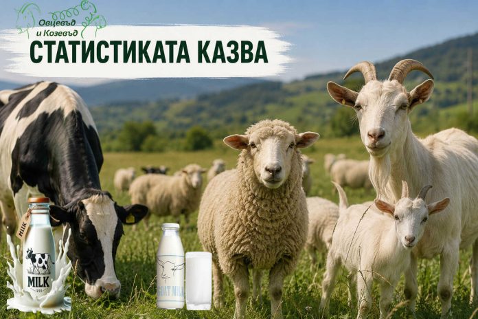 колаж