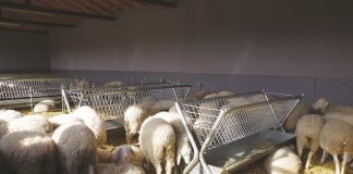 Брюксел/ Румъния получи зелена светлина за плана за износ на овце и кози