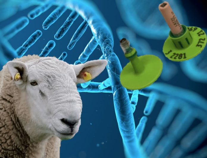 veterinariaa